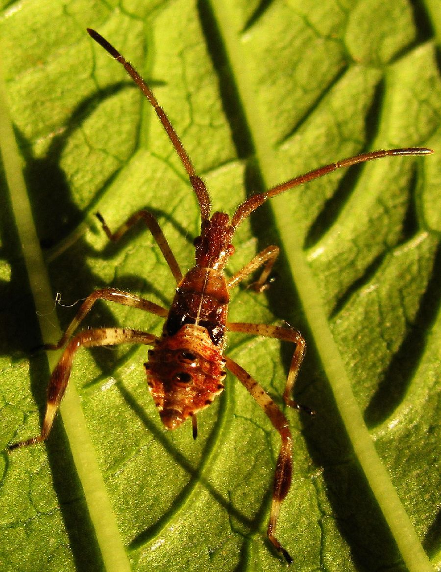 Leptoglossus occidentalis from Turkey